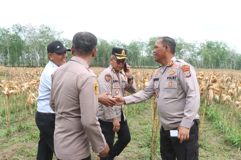 Kapolres Simalungun Lakukan Pengecekan Kesiapan Panen Raya Jagung Serentak Dukung Swasembada Pangan Nasional - TajamNews