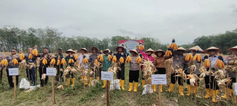 KAPOLRES SIMALUNGUN IKUT PANEN RAYA JAGUNG SERENTAK KUARTAL II 2025 DIPIMPIN PRESIDEN PRABOWO - TajamNews