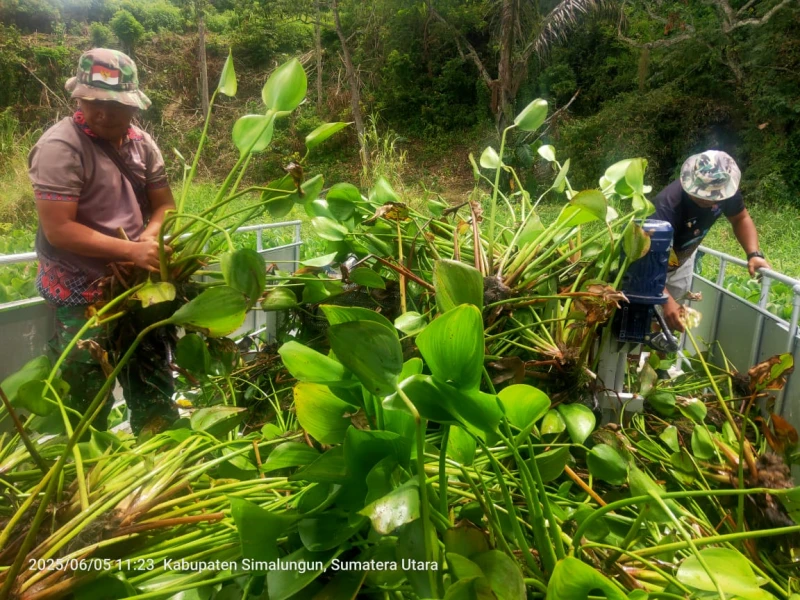 Satgas Kodim 0207/Simalungun Angkat 48 Ton Eceng Gondok dari Danau Toba dalam Sehari - TajamNews