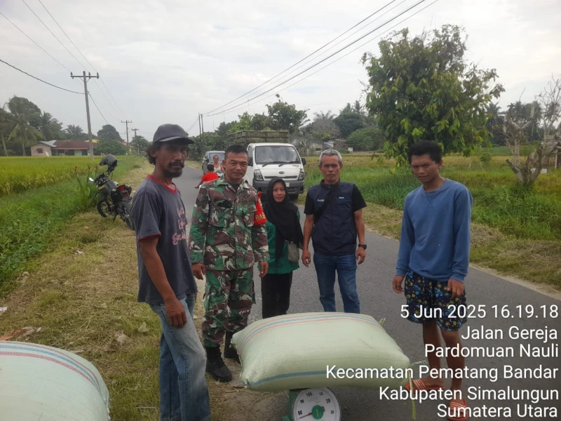 Babinsa Koramil 06/Perdagangan Dukung Penyerapan Gabah Petani di Nagori Purwosari - TajamNews