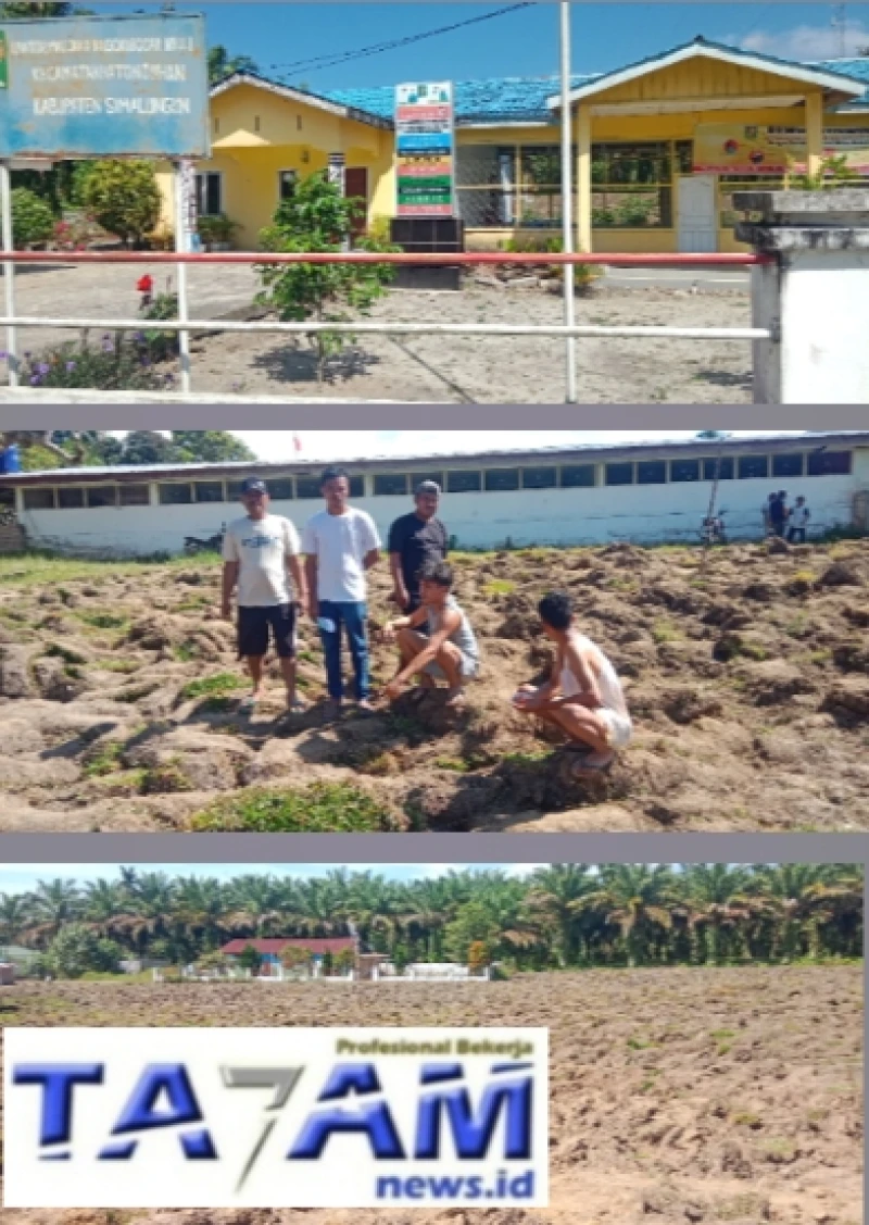 Lapangan dan lahan sekolah di jadikan lahan ketahanan pangan oleh panguluh nagori bosar nauli. - www.tajamnews.co.id
