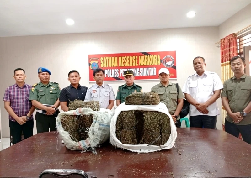 47,20 Kg Daun Ganja Tak Bertuan Ditemukan di Lingkungan Universitas Simalungun - TajamNews