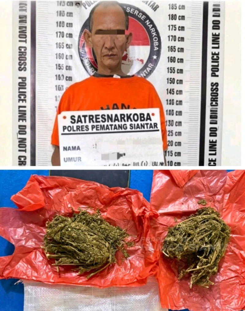 Pengedar Ganja inisial Mis Di Jemput Satnarkoba Polres Siantar - www.tajamnews.co.id