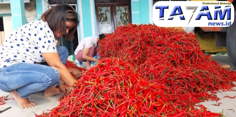 Cabai Merah Membara, Harga Tembus Rp 60 Ribu per Kg di Pasar Rakyat Dolok Sanggul - www.tajamnews.co.id