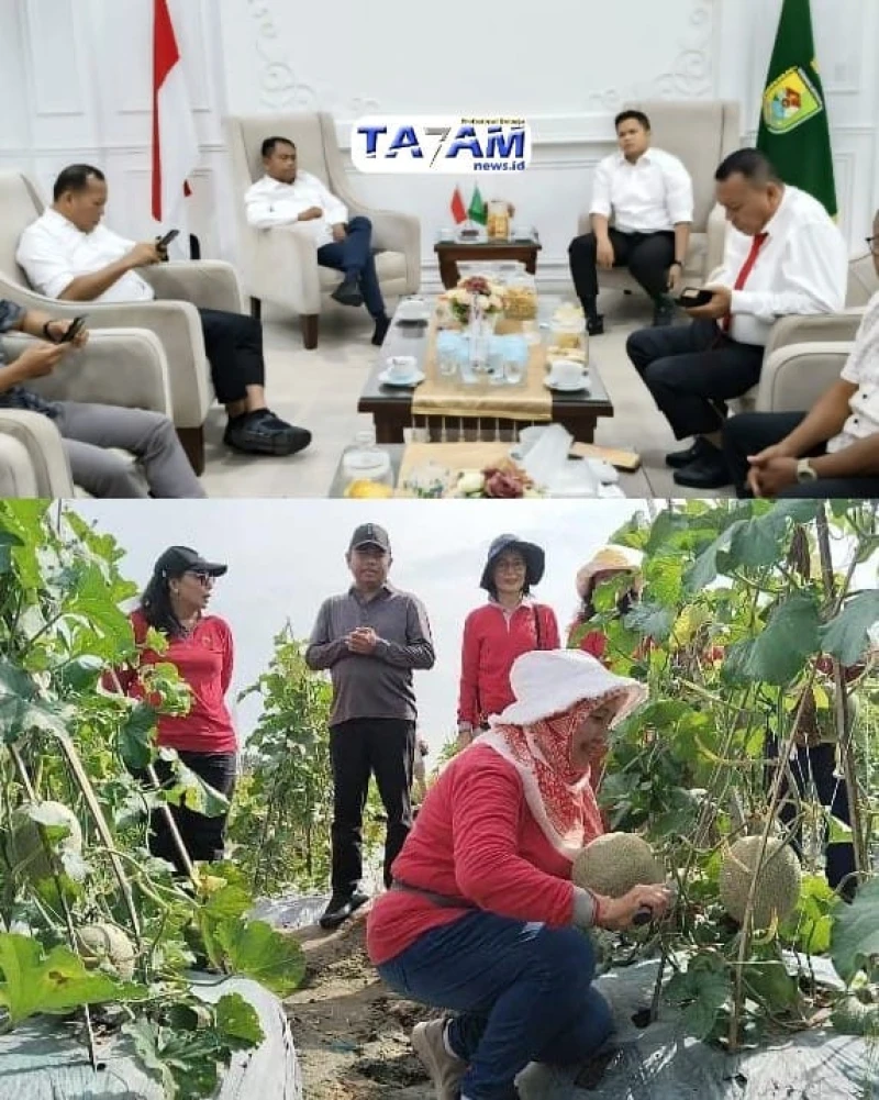 Jejak MBG di Sergai: Dari Nutrisi Anak Sekolah ke Pundi Rupiah Petani - TajamNews