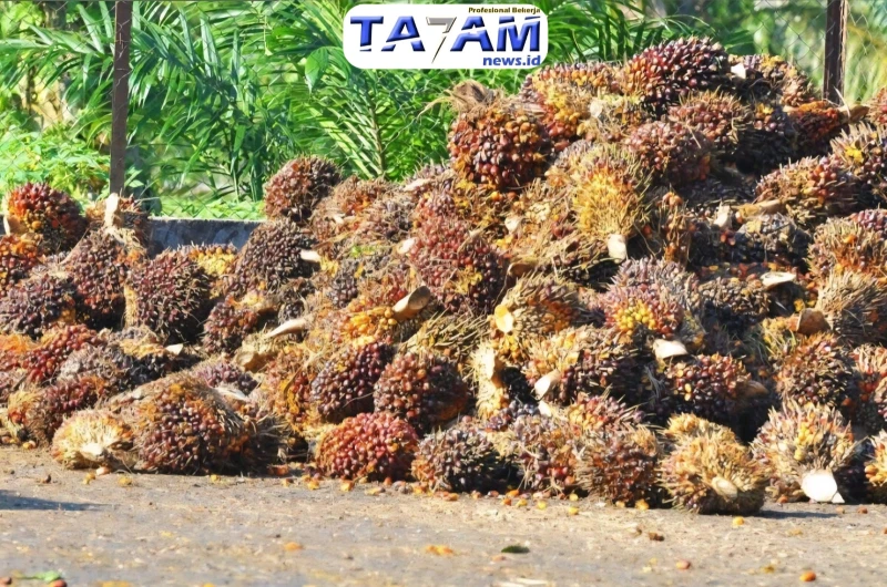 Klarifikasi PT Bakrie Sumatera Plantations: Sengkarut Legalitas Lahan Sawit dan Status Kawasan Hutan - www.tajamnews.co.id