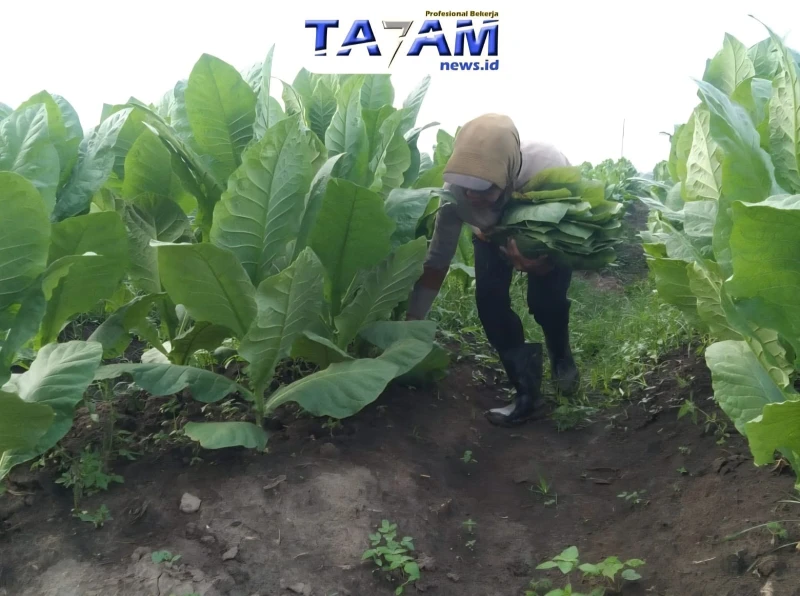 Menguak Rencana Besar PTPN 1 Regional 1: 500 Hektare untuk Menghidupkan kembali Emas Hijau Legendaris - www.tajamnews.co.id