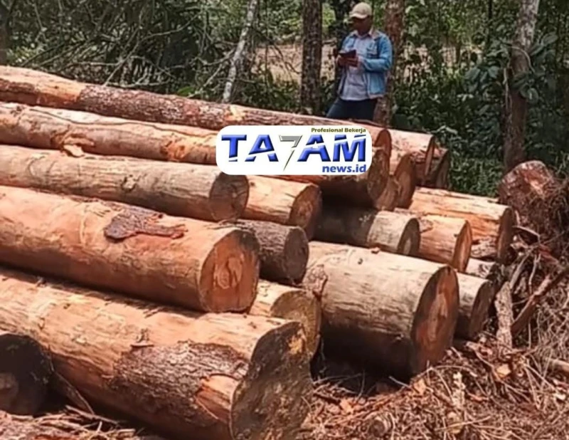 Pembalak Liar di Purba Tua Kian Berani: Penegakan Hukum Dipertanyakan - www.tajamnews.co.id