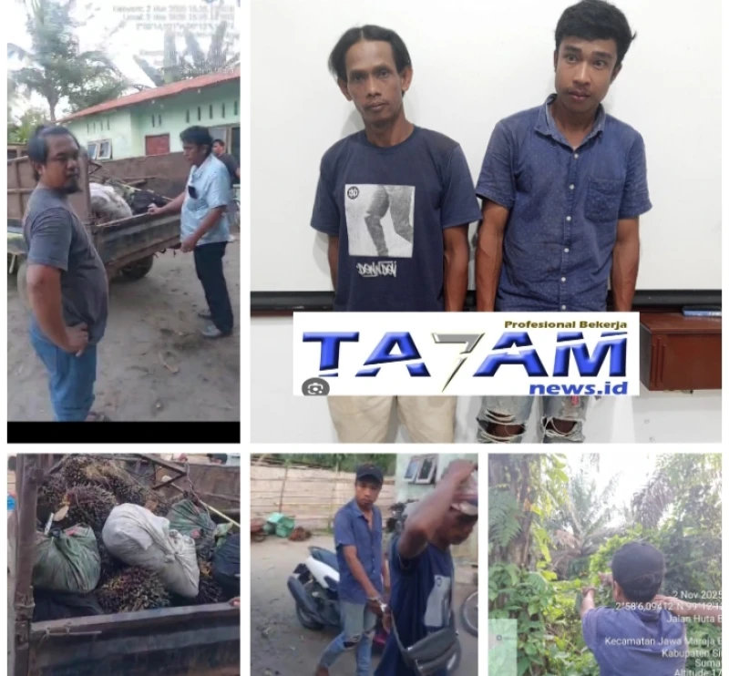 Jatanras Polres Simalungun Tangkap Basah Pencuri dan Penadah TBS di PTPN-4 Bah Jambi - www.tajamnews.co.id