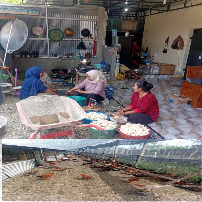 Langkah Nyata Bos Mafrizal Dorong Kemandirian Ekonomi Lewat Ternak Ayam Kampung - www.tajamnews.co.id