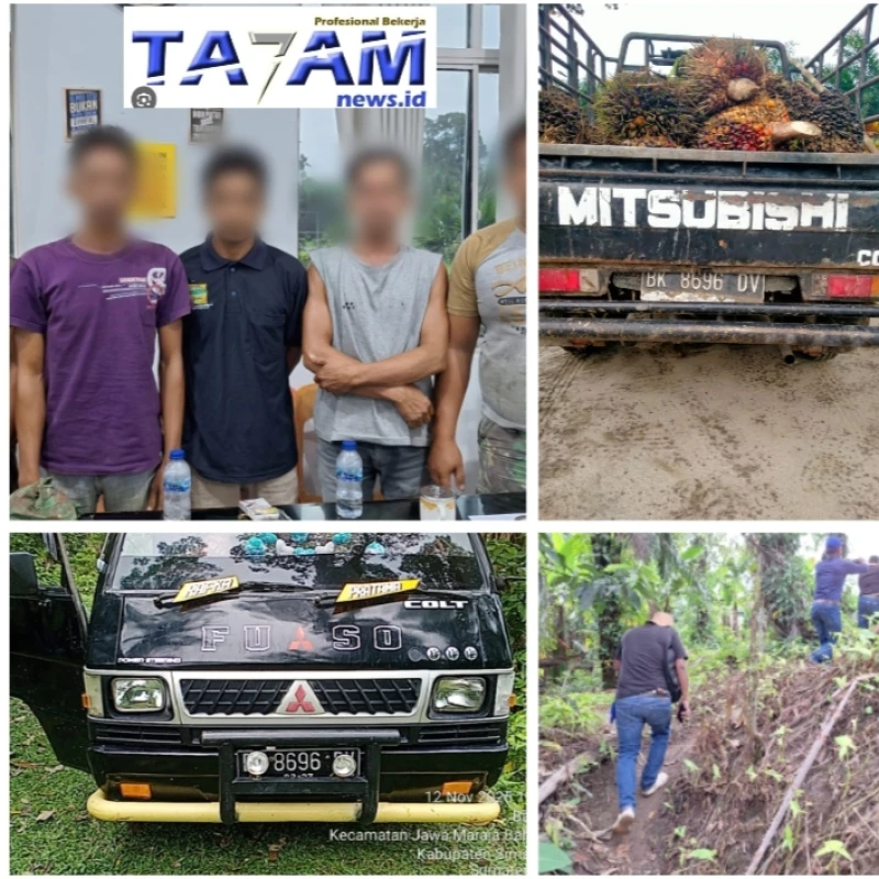 5 Bandit Pencuri TBS di Tano Batak berhasil di ringkus sat reskrim Polres simalungun. - www.tajamnews.co.id