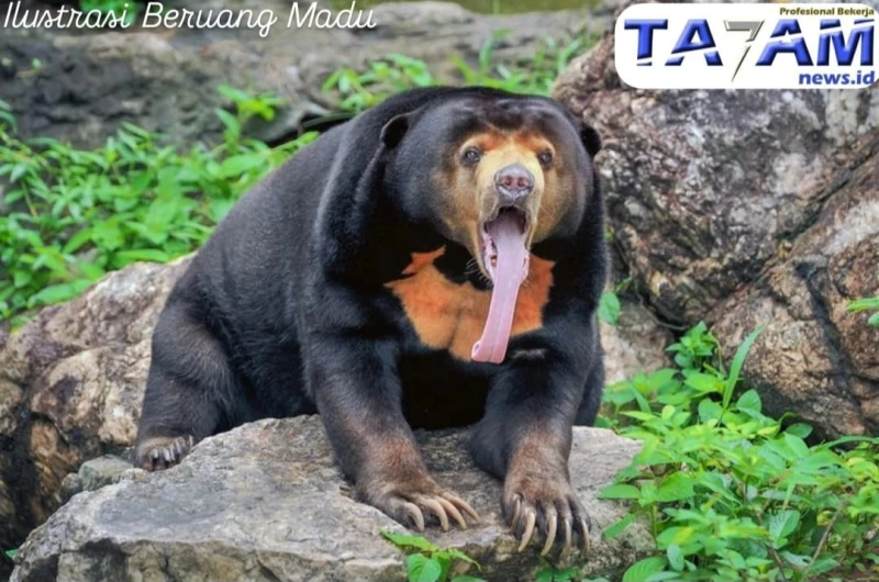 Pria Medan Ditangkap saat Berusaha Jual Beruang Madu dalam Kondisi Diawetkan Senilai Rp7,5 Juta - www.tajamnews.co.id