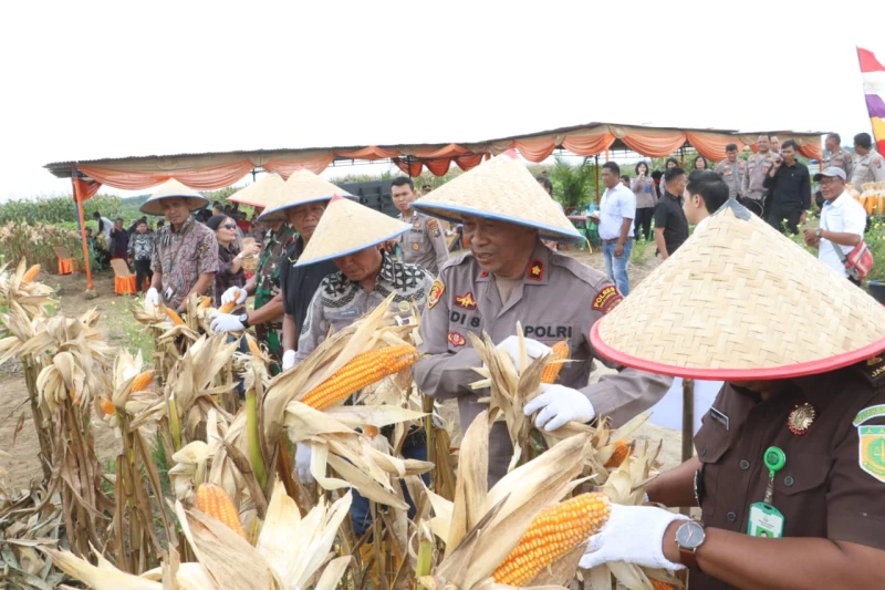 Kapolri Zoom Call Panen Jagung! Polres Simalungun Gelar Panen Raya Serentak 12 Hektar, Jenderal Listyo: "Polri Penggerak Ekonomi Petani!" - TajamNews