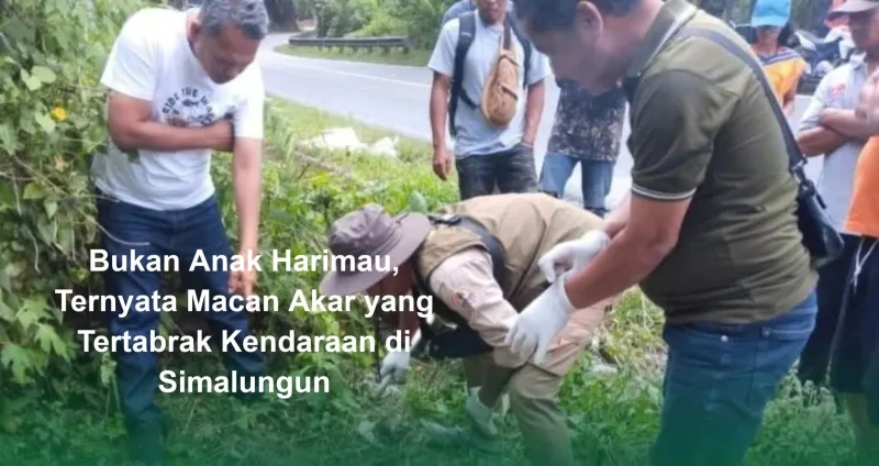 Bukan Anak Harimau, Ternyata Macan Akar yang Tertabrak Kendaraan di Simalungun - TajamNews