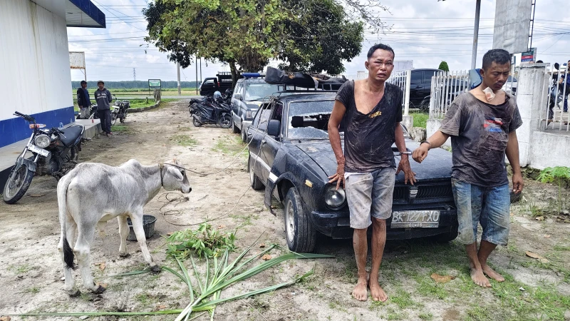 Masyarakat Hubungi 110, Polsek Dolok Batu Nanggar dan Unit Jatanras Polres Simalungun Sigap Bekuk Dua Pencuri Anak Lembu yang Kabur Pakai Mobil Sedan - TajamNews