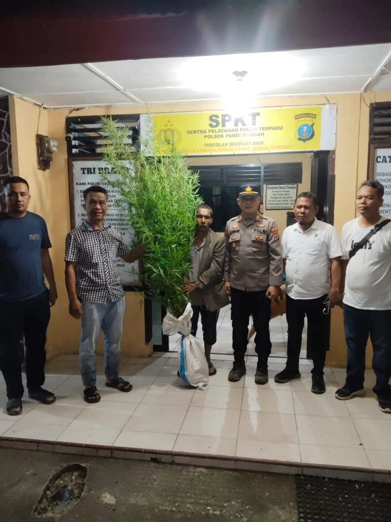 Polisi Bersama Masyarakat: Polres Simalungun Dibantu Warga Berhasil Mengungkap 12 Batang Ganja di Panei - TajamNews